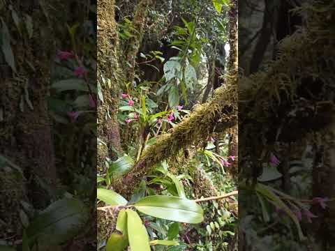 Camaridium scalariforme am Volcán Barva – Naturstandort #Shorts
