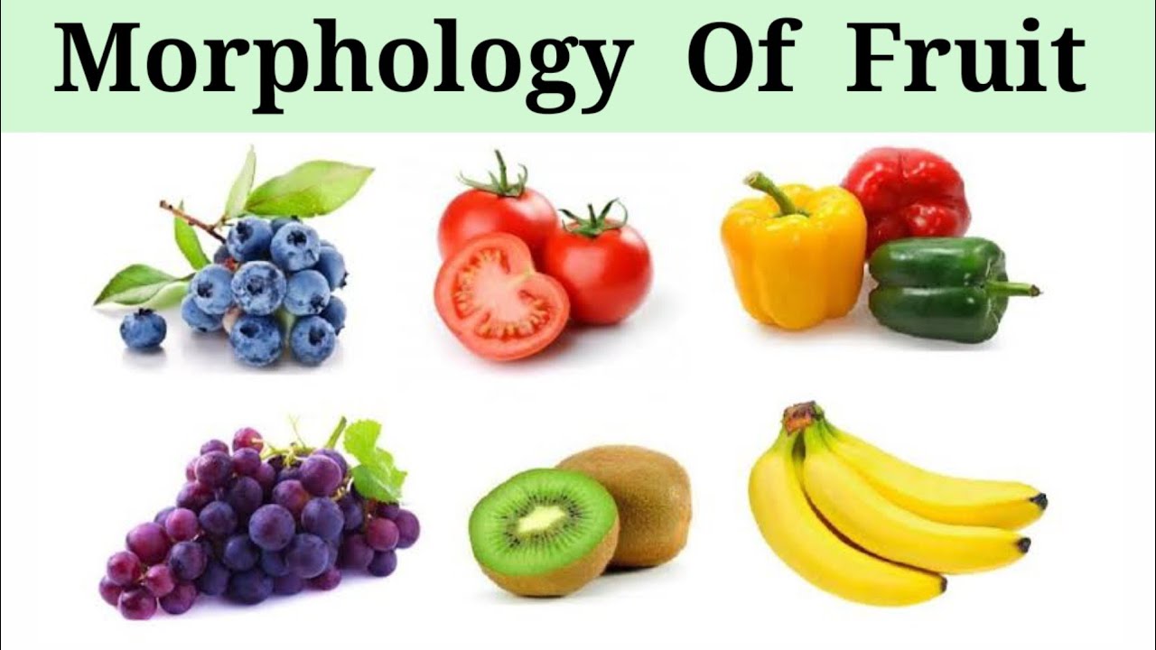 Morphology Of Fruit (Lecture 1) In Hindi/Urdu.