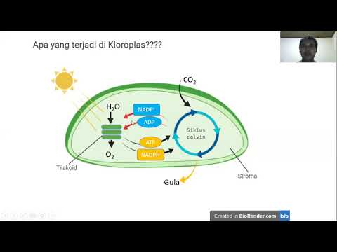 Video: Di manakah atpase ditemui dalam mitokondria?
