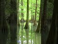 九大篠栗の森のラクウショウ #shorts