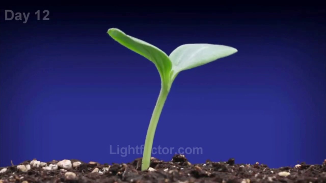 A plant needs... YouTube