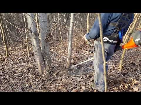 Cutting the shoots with Husqvarna 545rx