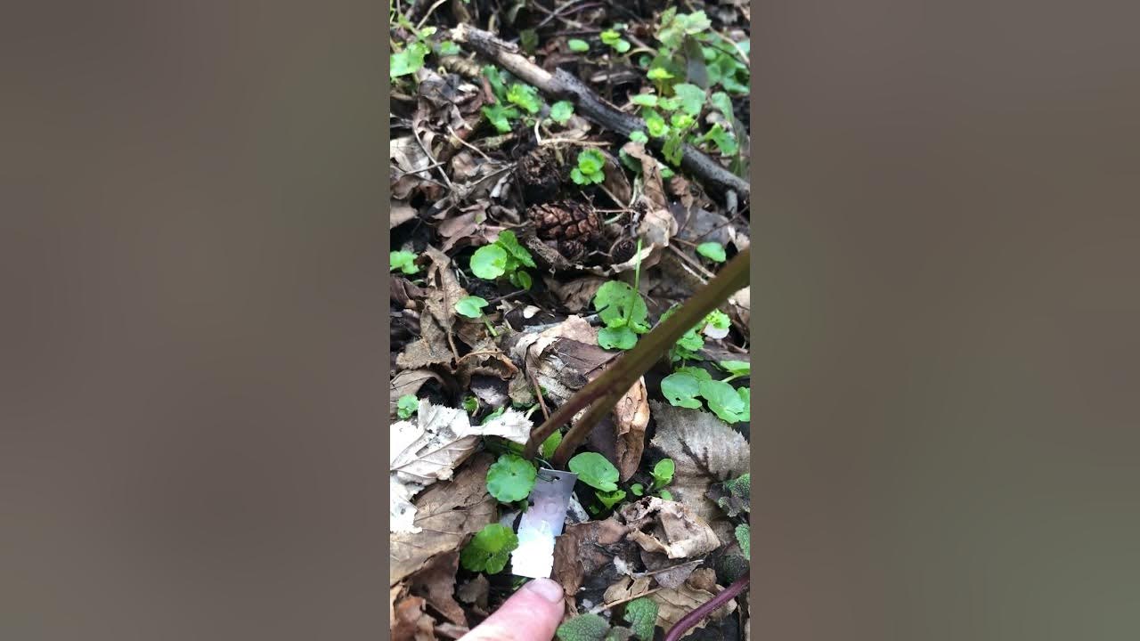 Ежевика Навахо САМЫЙ УРОЖАЙНЫЙ СОРТ ЕЖЕВИКИ В МИРЕ МОРОЗОСТОЙКИЙ БЕЗ ...