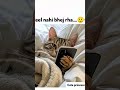 Funny Cat Cute Comedy ब ल ल Lifeisbutadream