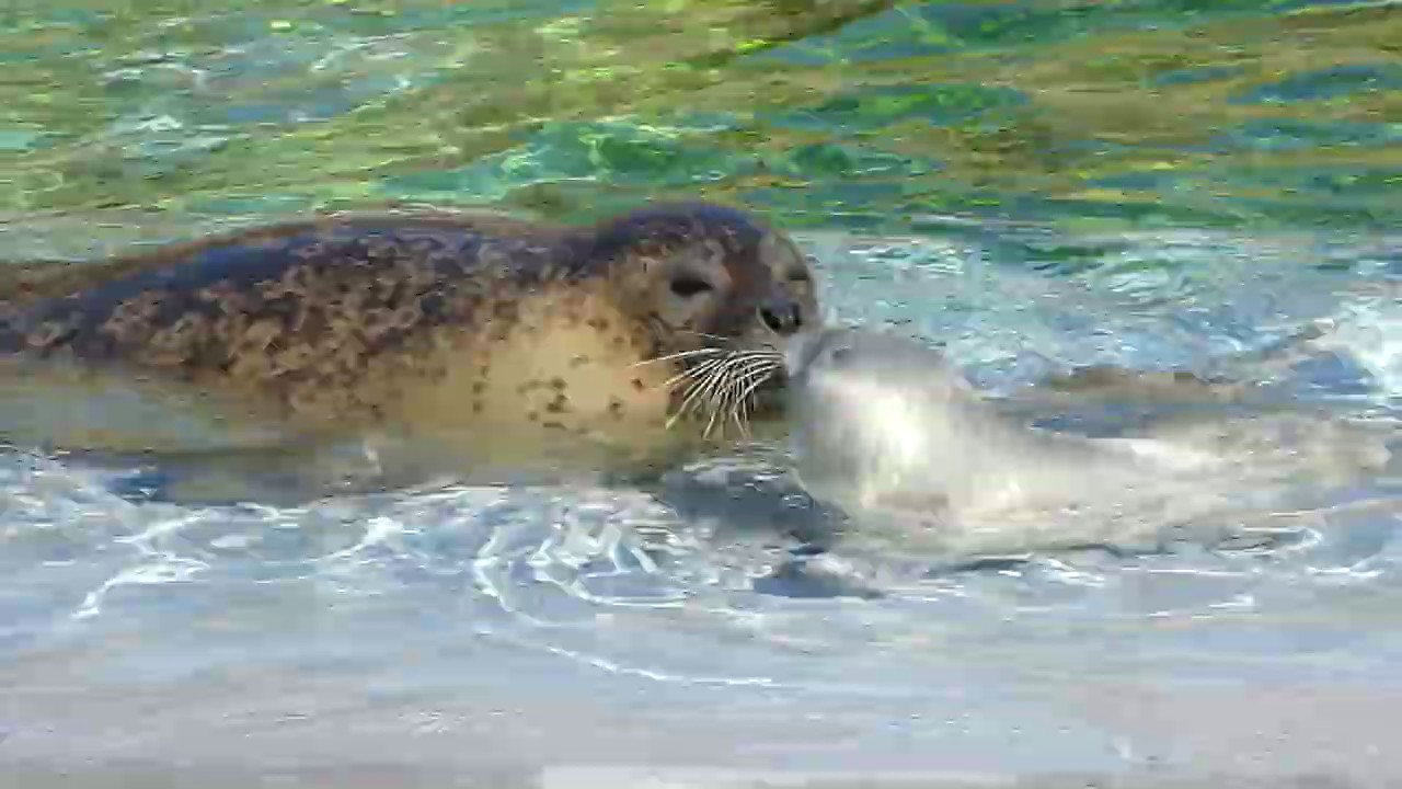 もち丸プリプリ元気 くっついて泳ぐゴマフアザラシ親子 旭山動物園 ぽちゃ丸おかあさんと 赤ちゃんのもち丸 Youtube