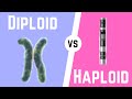 Diploid Cell vs Haploid Cell