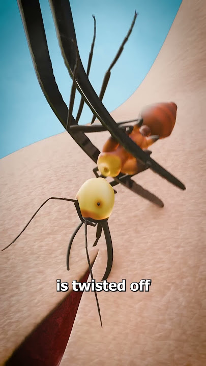 Using Ants To Stitch Wounds 🐜
