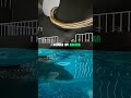 Roblox Glitch That Changes Everything 🐛 #shorts