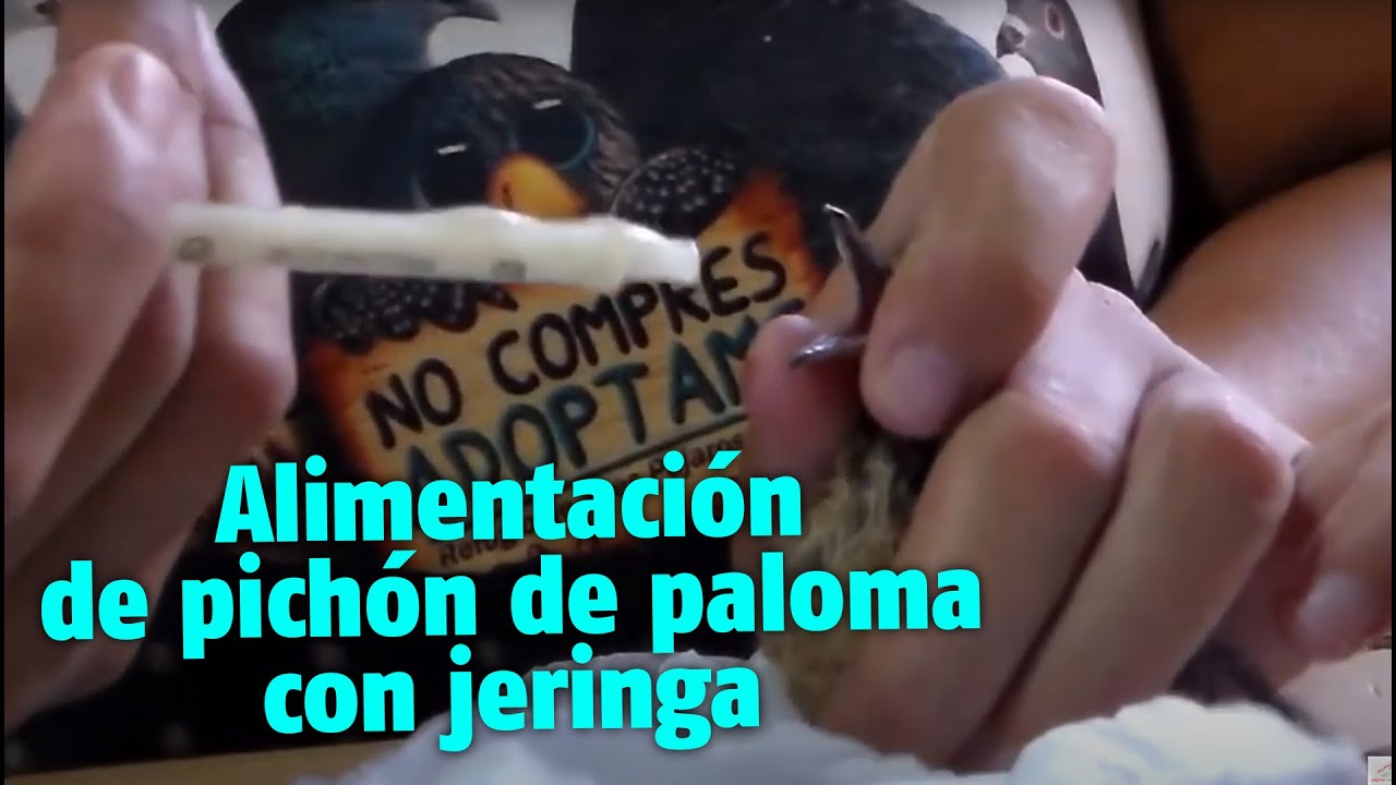 Alimentación de pichón de paloma con jeringa