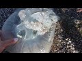 медуза крупным планом!!!