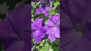 زهرة الشتاء الفاتنة, بيتونيا #petunia