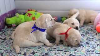 Щенки золотистого ретривера.21 день. Kennel golden retrievers Gold Kiss Lady Luck Щенки золотистого ретривера.21 день. Kennel golden retrievers Gold Kiss Lady Luck