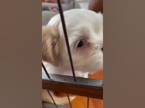Cute Maltese  x Shih Tzu Puppies 8 weeks looking Forever homes