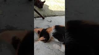 Adorable Cat and Kitten Play