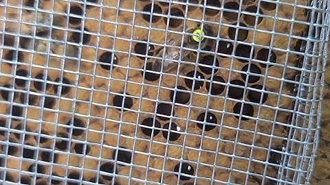 John Harbo breeder queen introduction. Cross your fingers!