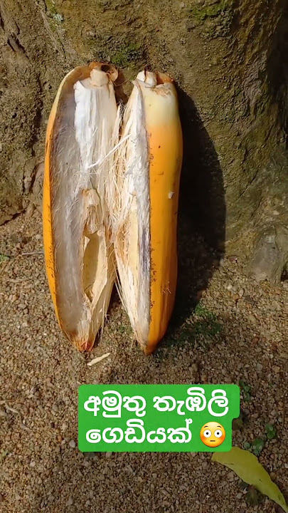 අමුතු විදියේ තැඹිලි ගෙඩියක්😳#kingcoconut #coconut #trending #viral #nature #reels #foryou #travel 🌴🍑