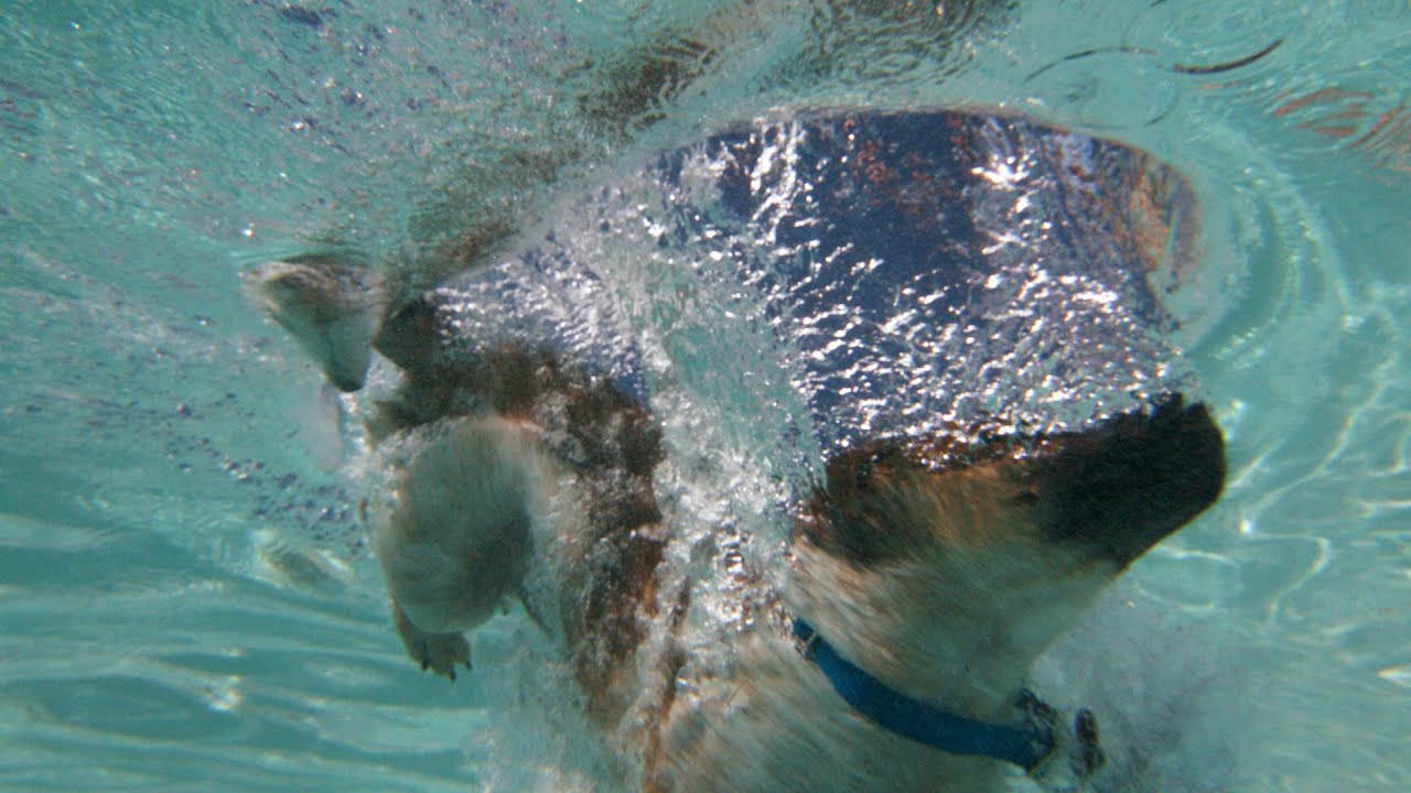 Dog Jumping in Water in Super Slow Motion! YouTube