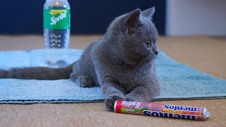 Video 10531441: kitten munchkin british, british munchkin cat, playing munchkin cat kitten, cat funny munchkin kitten, british hair cat, cute animals compilation