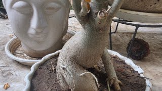 Perfect way to Repotting and pruning Guide for Adenium or Desert Rose Plant