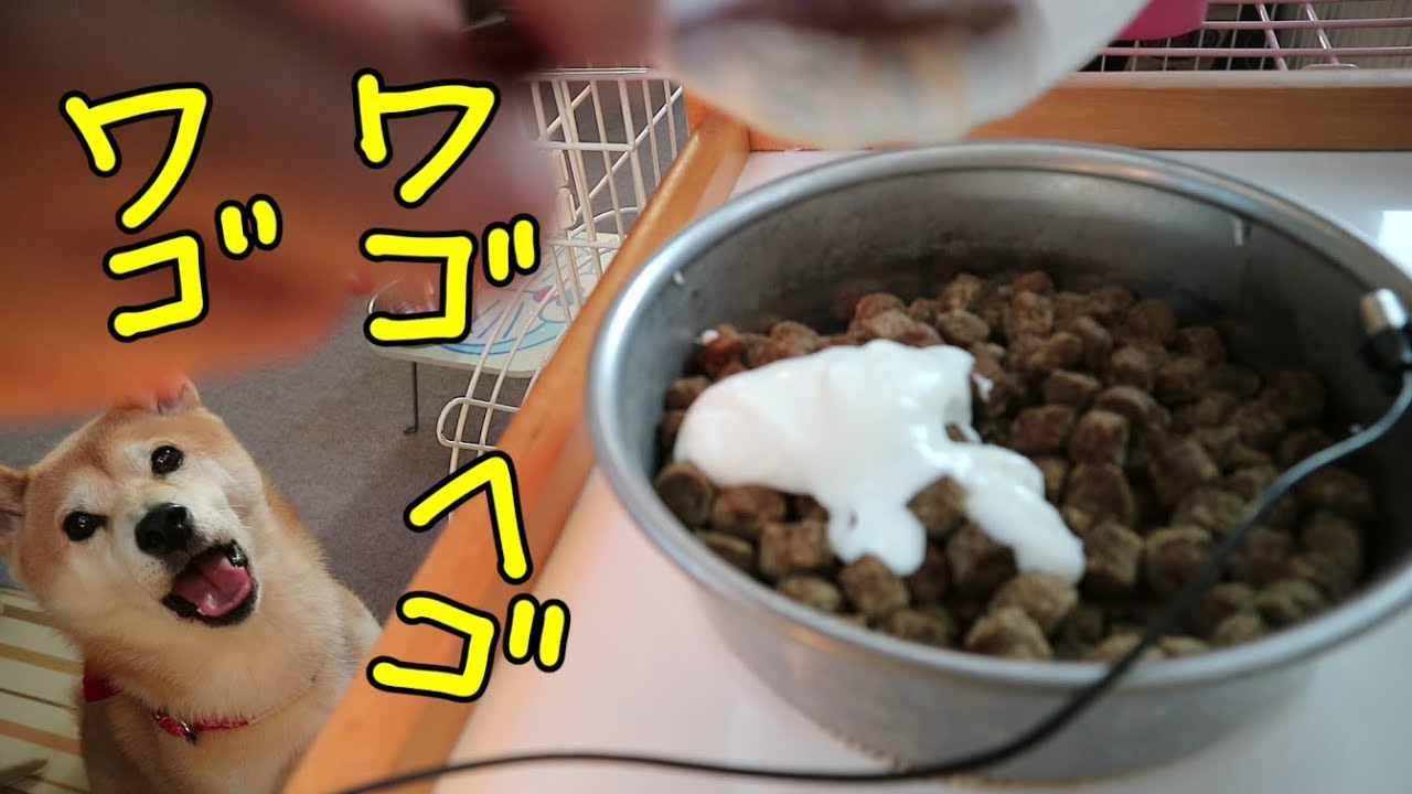 柴犬小春　「何ちゅう声出してんの！」新しい首輪でもよく喋る！ASMR・音フェチ・飯テロ