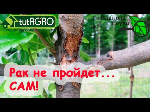 ПОБЕДИТЬ РАК ПЛОДОВЫХ ДЕРЕВЬЕВ - самое для этого время! Простой способ - применяйте с весны до зимы!