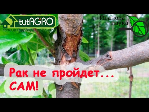 Видео: Факты и информация о гнили каштанов: как предотвратить гниль каштанов на деревьях