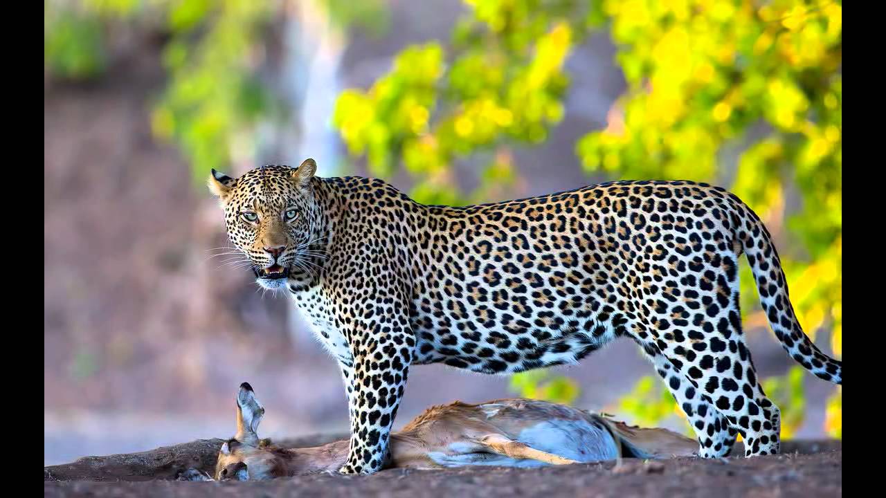 South African Wildlife YouTube