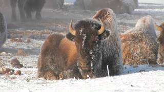 Native American Style Flute Music   -  Pahaska