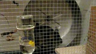 Chinchilla running on wheel