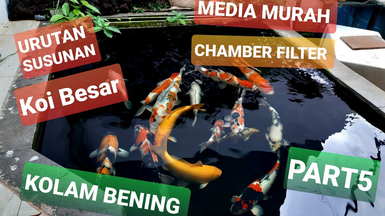 URUTAN SUSUNAN CHAMBER FILTER KOLAM BENING IKAN KOI BESAR. MEDIA MURAH