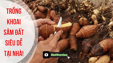 Cách trồng "khoai sâm đất" siêu dễ tại nhà! #khoaisamdat #trongkhoaisamdat #cusamdat #làocai