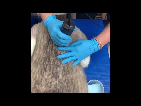 Video: Heartworm Preventive Medication - Katte - Behandling Af Hjerteormsygdom