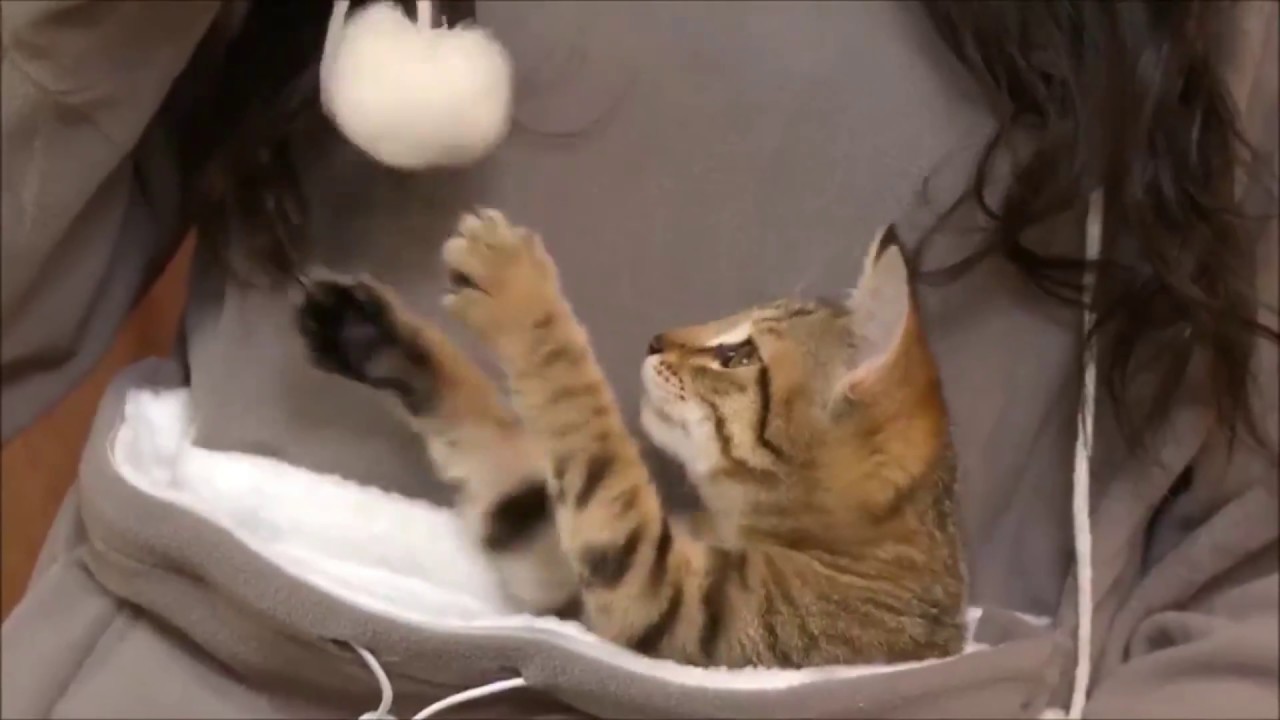 Cats & Dogs Kangaroo Pouch Hoodie.