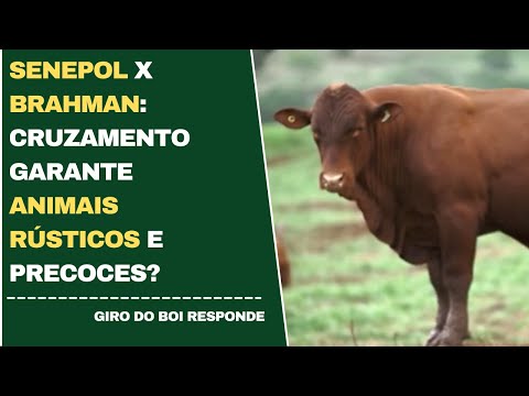 SENEPOL X BRAHMAN: CRUZAMENTO GARANTE ANIMAIS RÚSTICOS E PRECOCES?