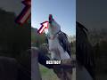 Vultures Have Super Acid?! Nature’s Clean-Up Crew Explained