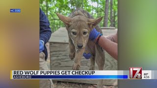 Red Wolf puppies at NC Zoo healthy after 6 week check up