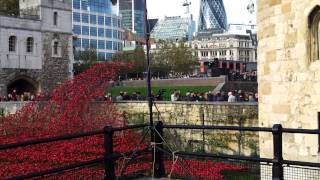 Remembrance day 2014 100 years tower of london