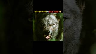 10 Facts Weak Point Of Dangerous Animals | इन खतरनाक जानवरों की कमजोरी क्या है? | #shorts