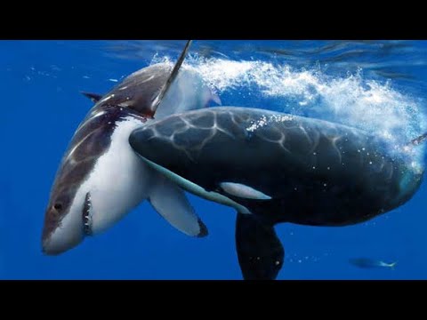 Wideo: Prawdziwe Orki - Alternatywny Widok