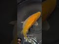 #fish #aquariumfishmarket #fishing #exoticaquariumfish #fishtank #aquarium #guppy #koi #goldenfish
