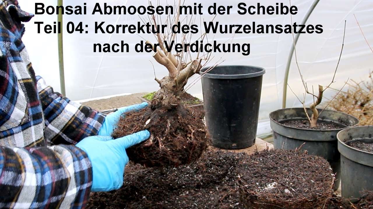 bonsai händler Chinese Elm Specimen Bonsai main image 0