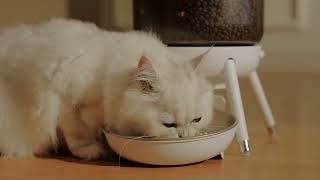 MeowServe B10  Automatic Pet Cat Feeder with Time Setting