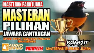 MASTERAN PILIHAN JAWARA GANTANGAN | MASTERAN KOMPLIT MURAI BATU FIGHTER | murai batu | shama bird