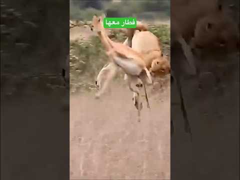 عندما يصطاد الاسد الغزال شاهد
