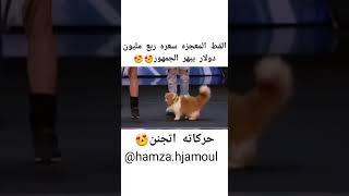 القط المعجزة سعره ربع مليون دولار