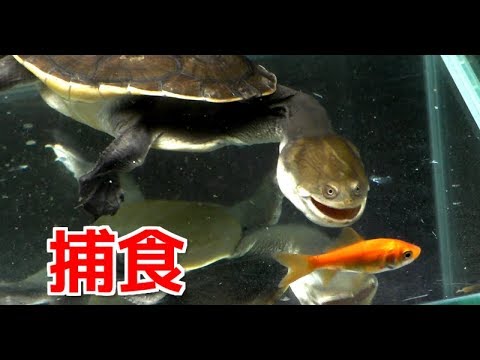 腹ペコの亀に大量の金魚を与える Youtube