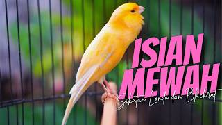 MATERI ISIAN MEWAH JAWARA - Masteran Kenari Isian Blackthroat dan SIKATAN LONDO GACOR PALING DICARI