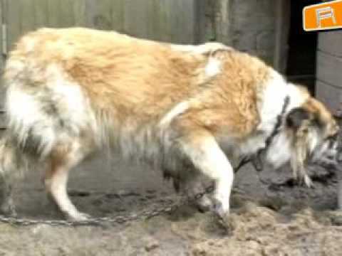 Video: Kuidas Koerad Kolimisega Hakkama Saavad