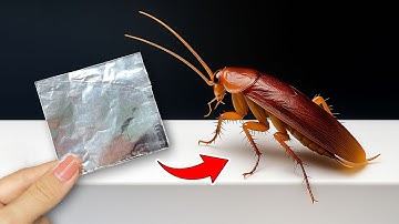 How to Kill Cockroaches Using Aluminum Foil – Simple Yet Effective|Clever Tricks