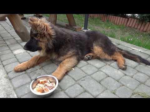 german-shepherd-&-pizza/owczarek-niemiecki-i-pizza